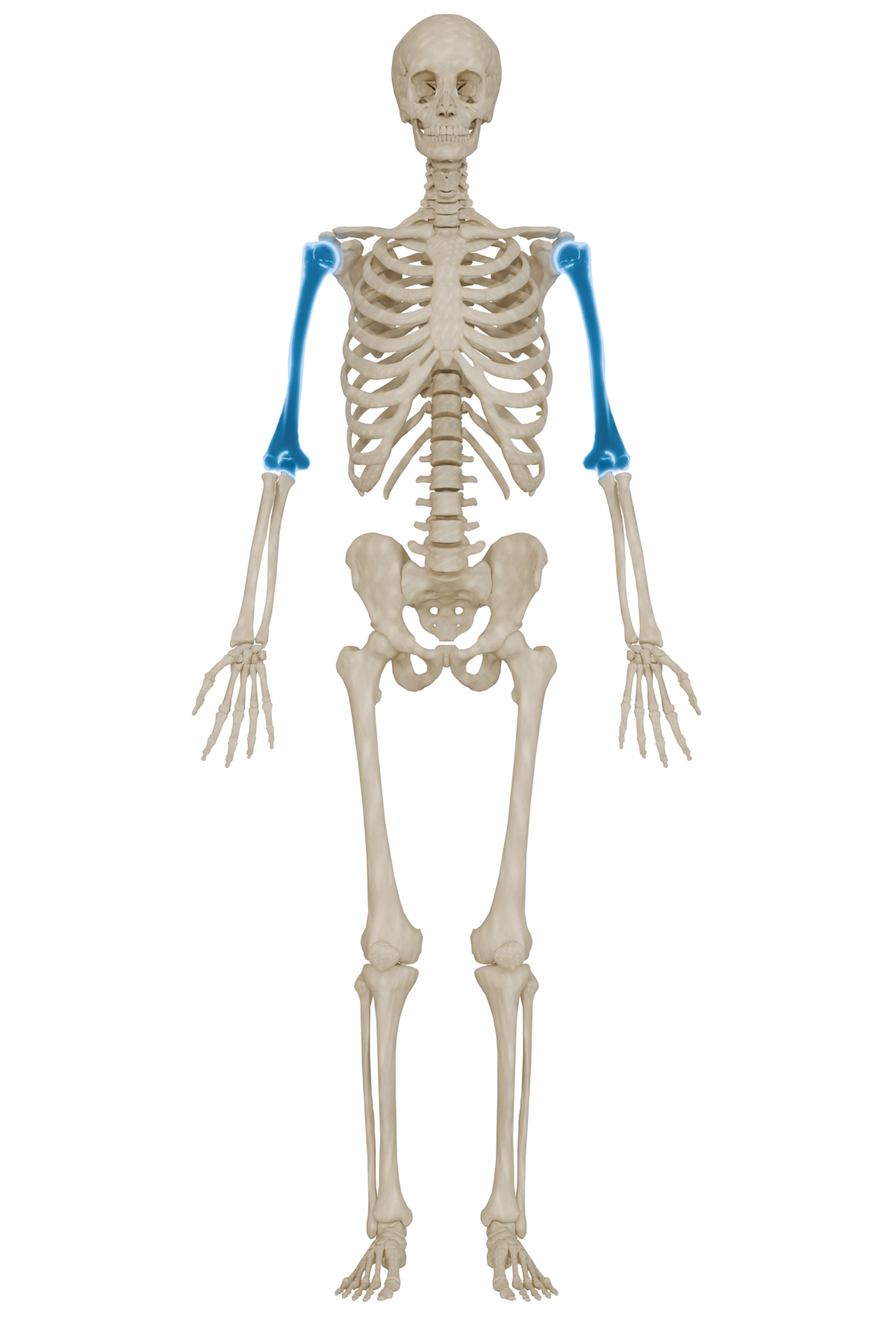 Humerus Bone